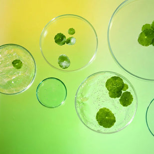 Extraits Botaniques Apaisants